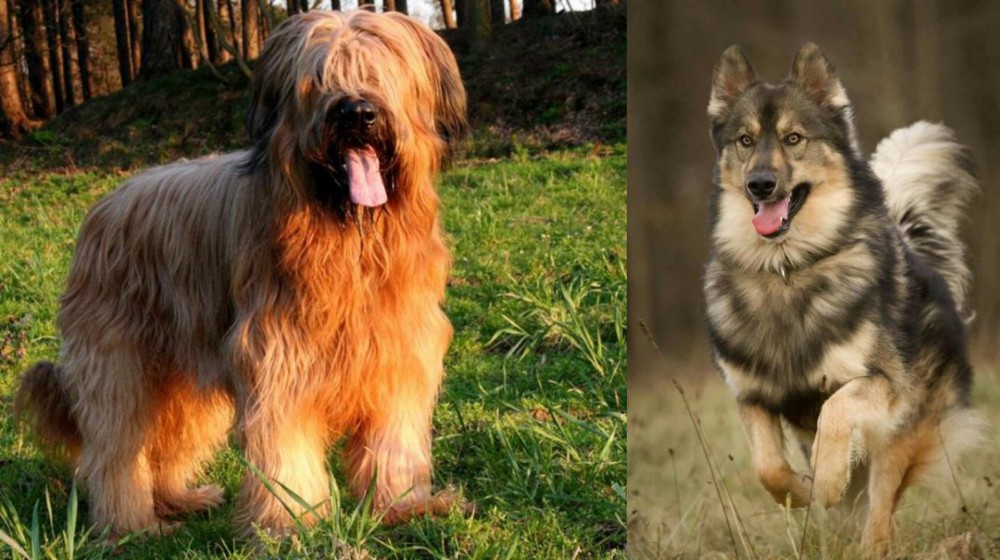 Native American Indian Dog vs Briard - Breed Comparison