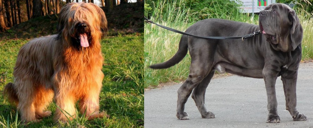 Neapolitan Mastiff vs Briard - Breed Comparison