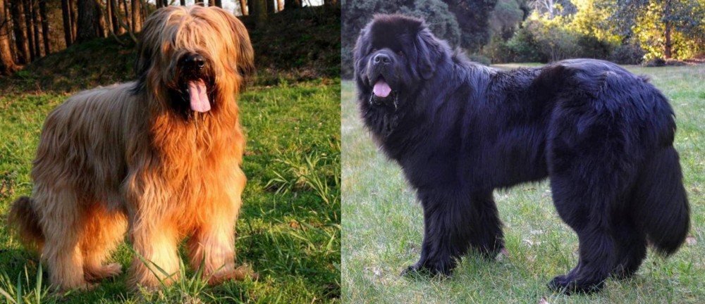 Newfoundland Dog vs Briard - Breed Comparison