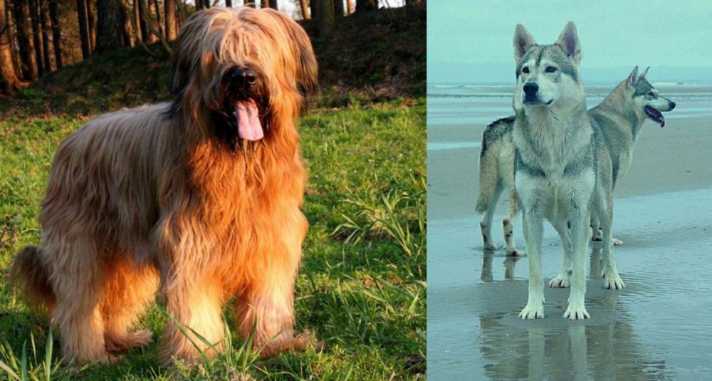 Northern Inuit Dog vs Briard - Breed Comparison
