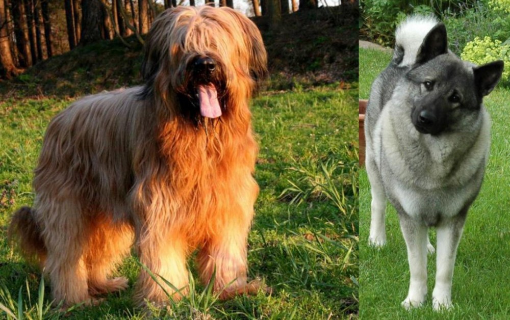 Norwegian Elkhound vs Briard - Breed Comparison