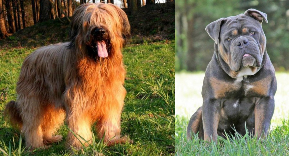 Olde English Bulldogge vs Briard - Breed Comparison