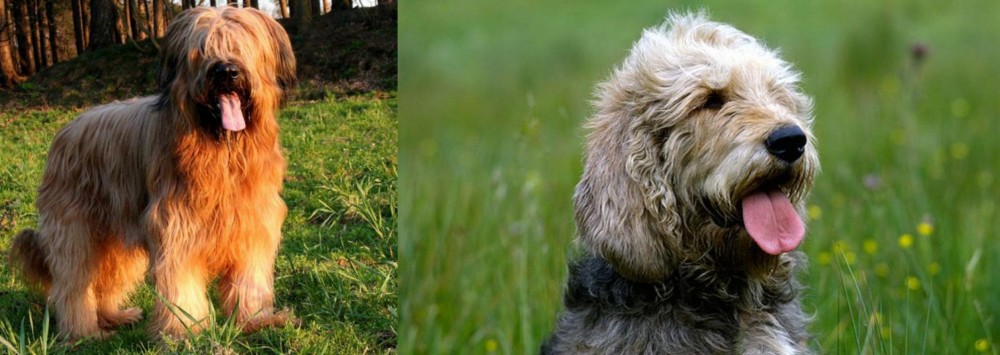 Otterhound vs Briard - Breed Comparison