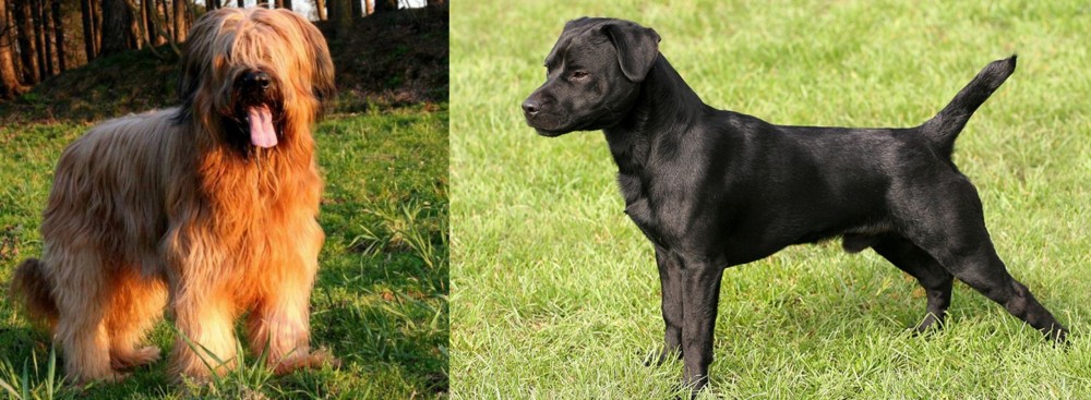 Patterdale Terrier vs Briard - Breed Comparison