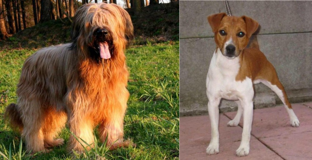 Plummer Terrier vs Briard - Breed Comparison