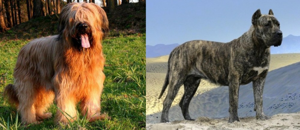 Presa Canario vs Briard - Breed Comparison