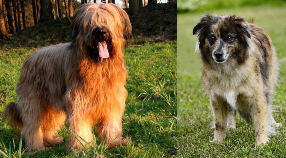 Pyrenean Shepherd vs Briard - Breed Comparison