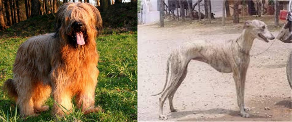 Rampur Greyhound vs Briard - Breed Comparison