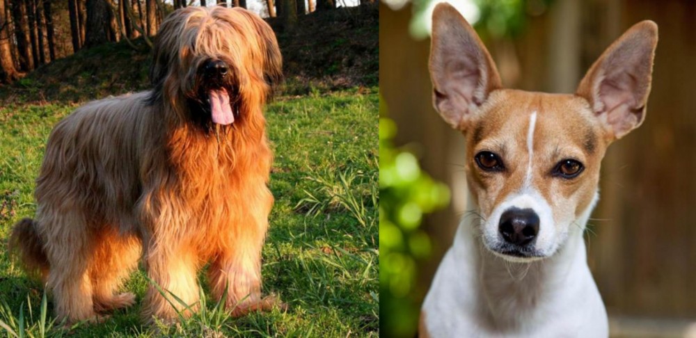 Rat Terrier vs Briard - Breed Comparison