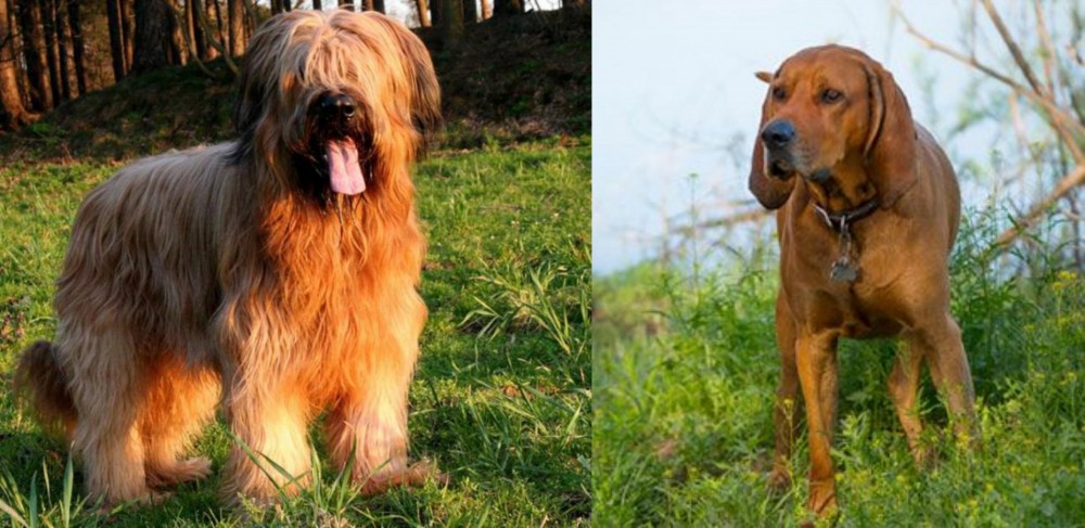 Redbone Coonhound vs Briard - Breed Comparison
