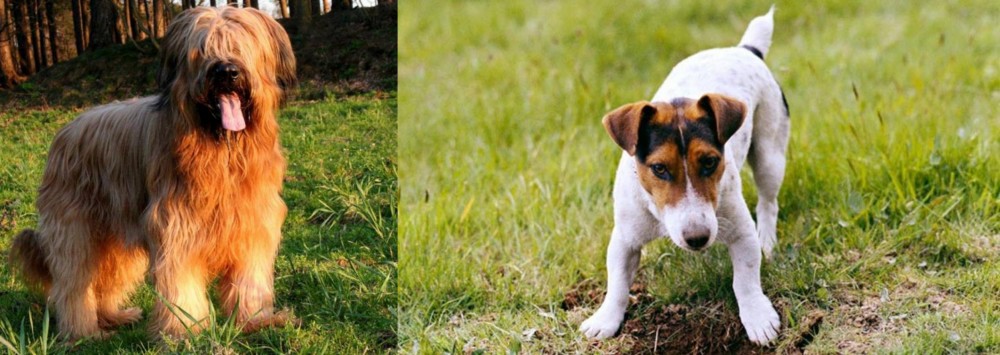 Russell Terrier vs Briard - Breed Comparison
