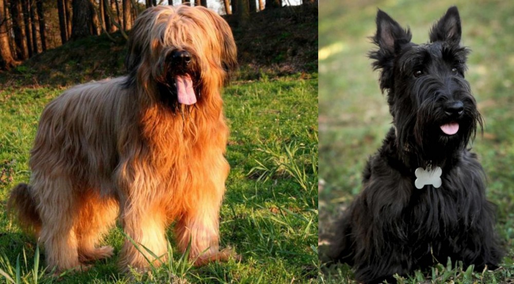 Scoland Terrier vs Briard - Breed Comparison