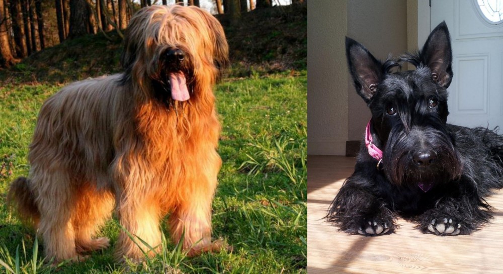 Scottish Terrier vs Briard - Breed Comparison