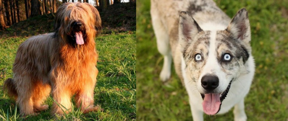 Shepherd Husky vs Briard - Breed Comparison