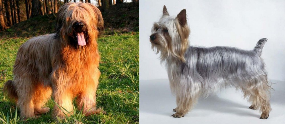 Silky Terrier vs Briard - Breed Comparison