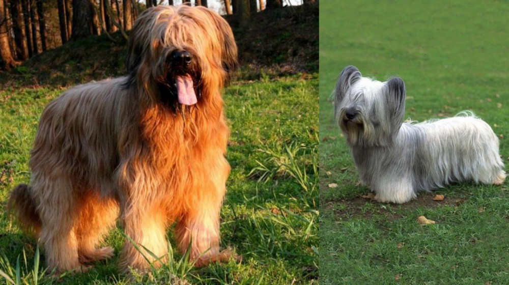 Skye Terrier vs Briard - Breed Comparison