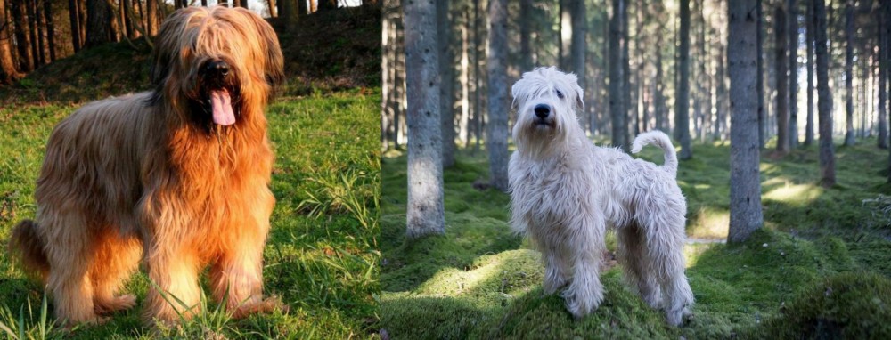 Soft-Coated Wheaten Terrier vs Briard - Breed Comparison