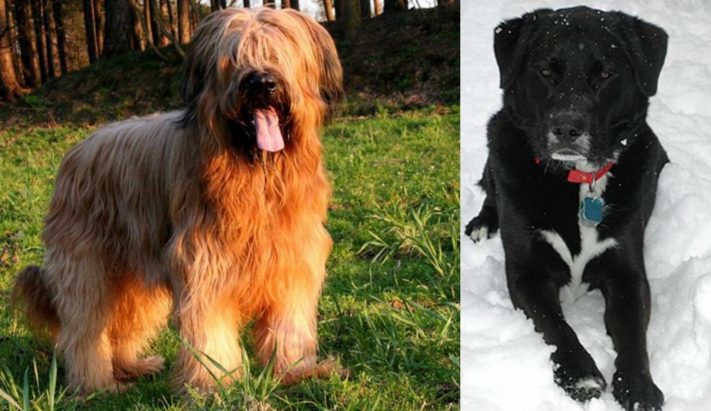 St. John's Water Dog vs Briard - Breed Comparison
