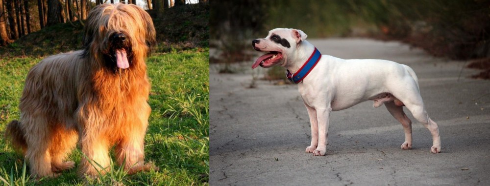 Staffordshire Bull Terrier vs Briard - Breed Comparison