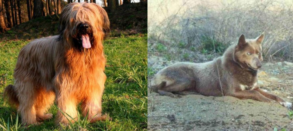 Tahltan Bear Dog vs Briard - Breed Comparison