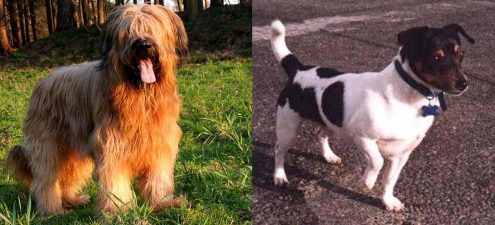 Teddy Roosevelt Terrier vs Briard - Breed Comparison