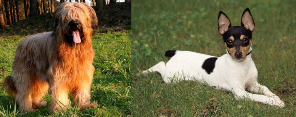 Toy Fox Terrier vs Briard - Breed Comparison
