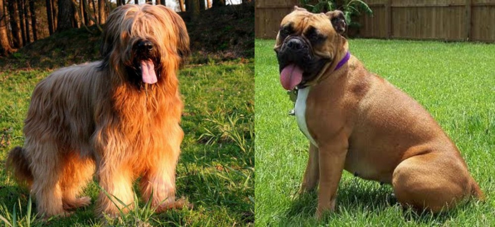 Valley Bulldog vs Briard - Breed Comparison