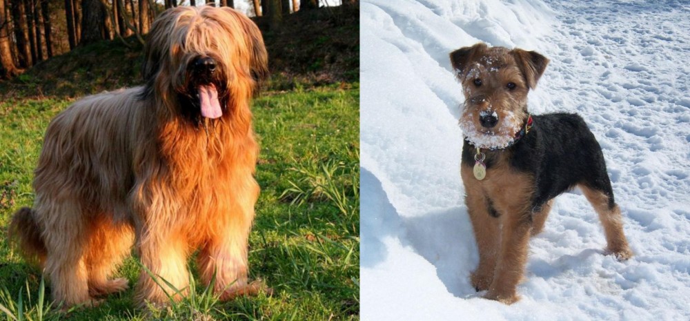 Welsh Terrier vs Briard - Breed Comparison