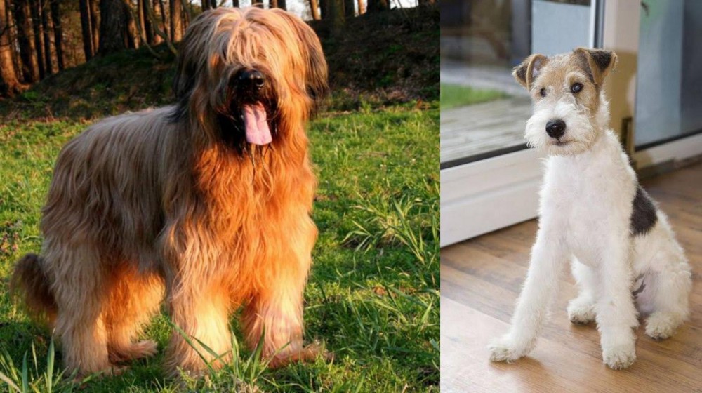 Wire Fox Terrier vs Briard - Breed Comparison