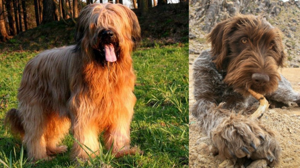 Wirehaired Pointing Griffon vs Briard - Breed Comparison