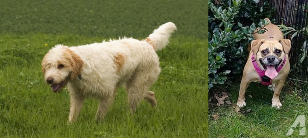 Beabull vs Briquet Griffon Vendeen - Breed Comparison