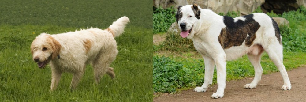 Central Asian Shepherd vs Briquet Griffon Vendeen - Breed Comparison