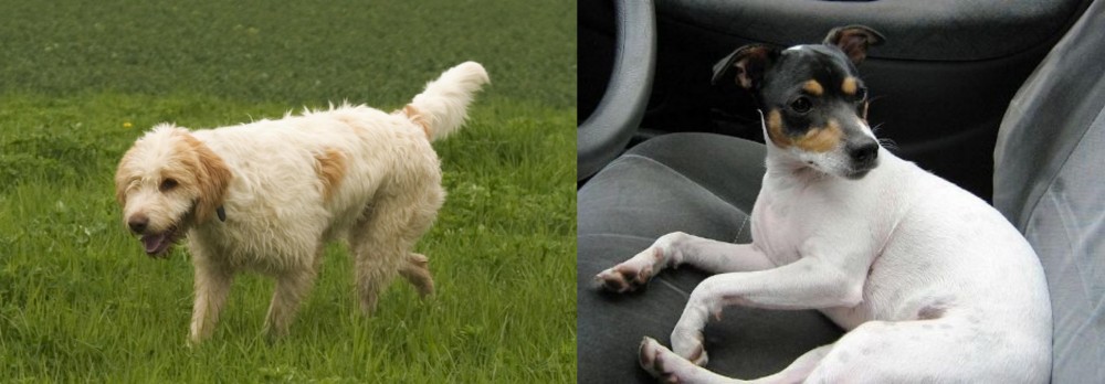 Chilean Fox Terrier vs Briquet Griffon Vendeen - Breed Comparison