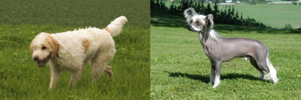 Chinese Crested Dog vs Briquet Griffon Vendeen - Breed Comparison