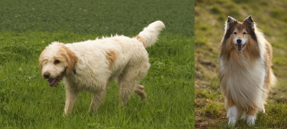 Collie vs Briquet Griffon Vendeen - Breed Comparison