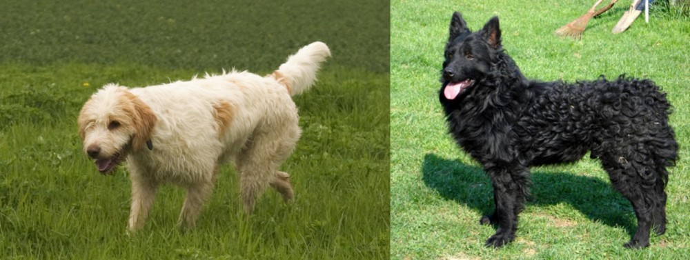 Croatian Sheepdog vs Briquet Griffon Vendeen - Breed Comparison