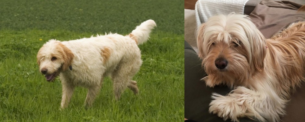 Cyprus Poodle vs Briquet Griffon Vendeen - Breed Comparison