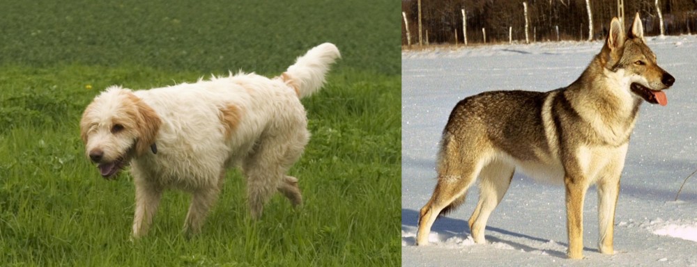 Czechoslovakian Wolfdog vs Briquet Griffon Vendeen - Breed Comparison