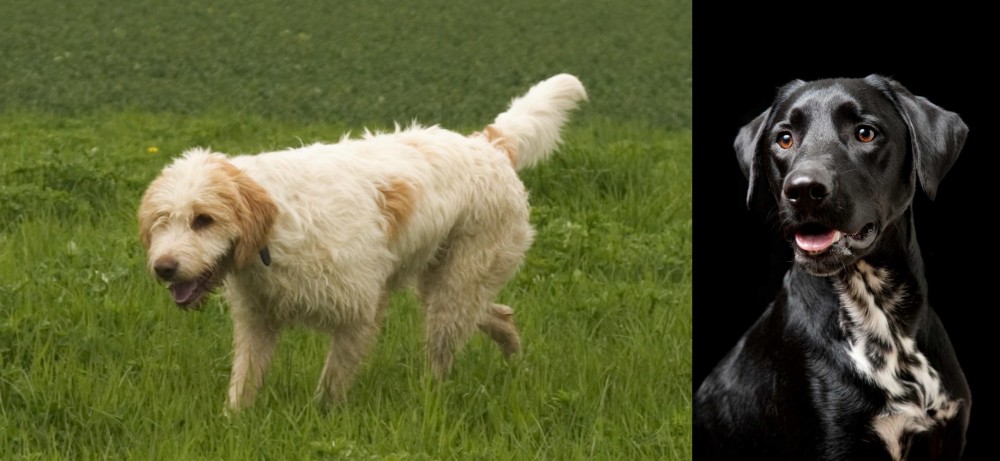 Dalmador vs Briquet Griffon Vendeen - Breed Comparison