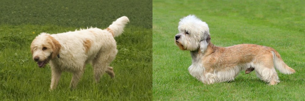 Dandie Dinmont Terrier vs Briquet Griffon Vendeen - Breed Comparison