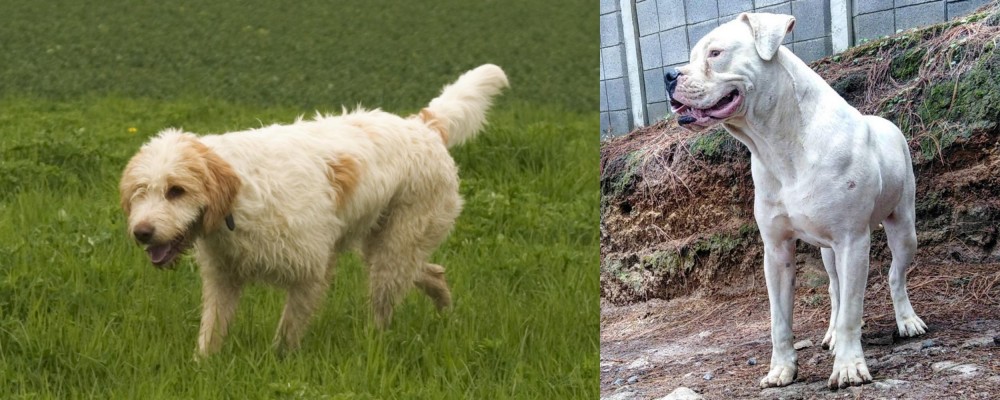 Dogo Guatemalteco vs Briquet Griffon Vendeen - Breed Comparison