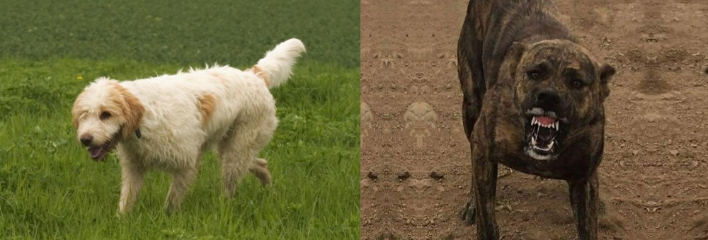 Dogo Sardesco vs Briquet Griffon Vendeen - Breed Comparison