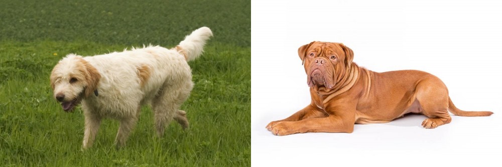 Dogue De Bordeaux vs Briquet Griffon Vendeen - Breed Comparison
