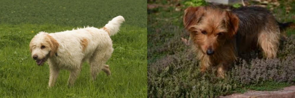 Dorkie vs Briquet Griffon Vendeen - Breed Comparison
