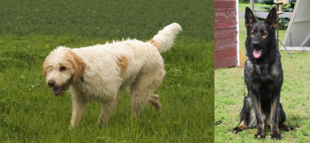 East German Shepherd vs Briquet Griffon Vendeen - Breed Comparison