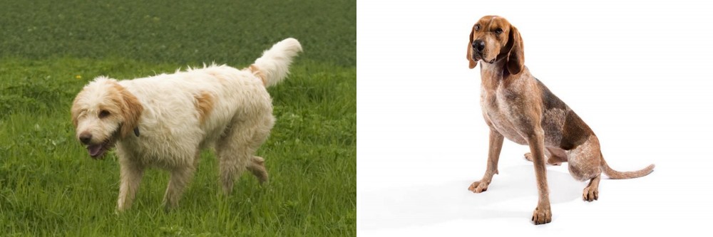 English Coonhound vs Briquet Griffon Vendeen - Breed Comparison