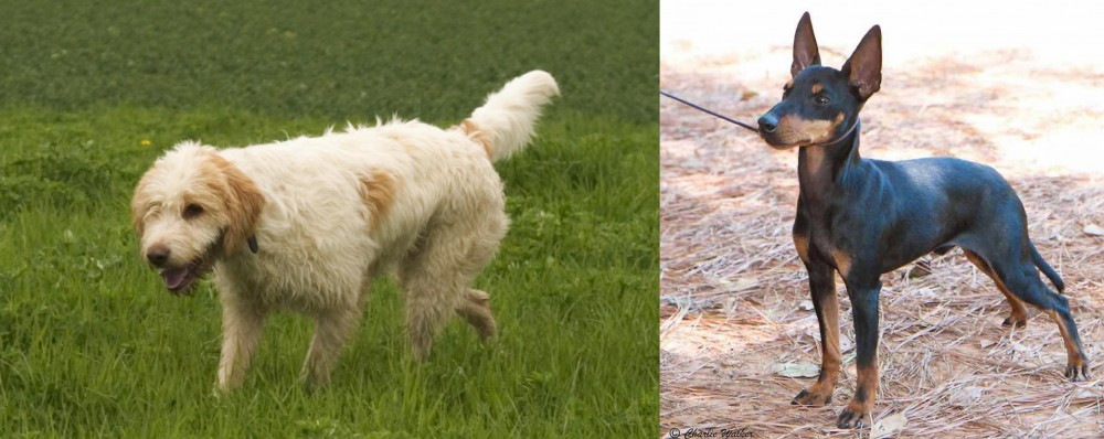 English Toy Terrier (Black & Tan) vs Briquet Griffon Vendeen - Breed Comparison