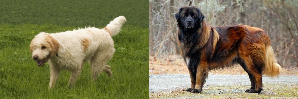 Estrela Mountain Dog vs Briquet Griffon Vendeen - Breed Comparison
