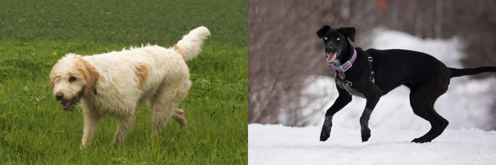 Eurohound vs Briquet Griffon Vendeen - Breed Comparison