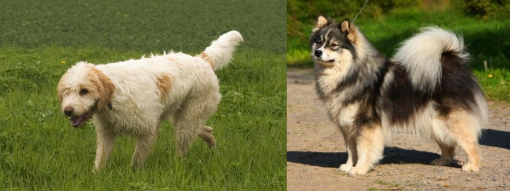 Finnish Lapphund vs Briquet Griffon Vendeen - Breed Comparison